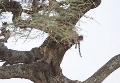 ©David Bekhtaoui-Neyroud - Tous Droits réservés Voyage en Tanzanie d'Aline