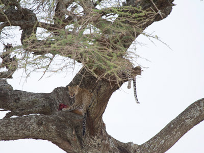 Voyage en Tanzanie d'Aline