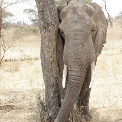 Voyage en Tanzanie d'Aline