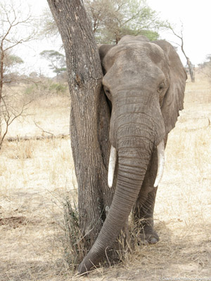 Voyage en Tanzanie d'Aline