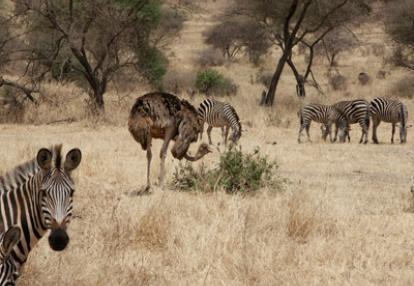 Voyage en Tanzanie d'Aline