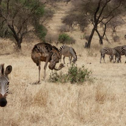 Voyage en Tanzanie d'Aline