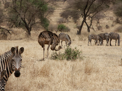 Voyage en Tanzanie d'Aline