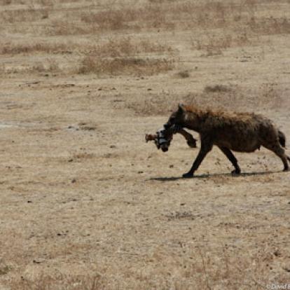 Voyage en Tanzanie d'Aline