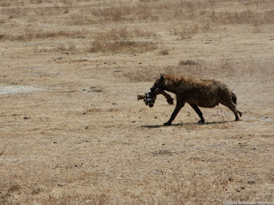 Voyage en Tanzanie d'Aline