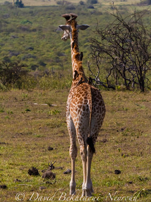 Voyage en Tanzanie d'Aline