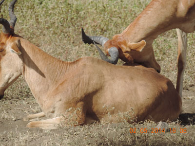 Séjour en Tanzanie d'Isabelle