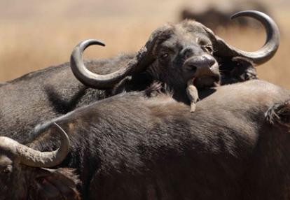 Séjour en Tanzanie de Jean