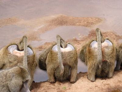 Séjour en Tanzanie de la Famille de Sylvie