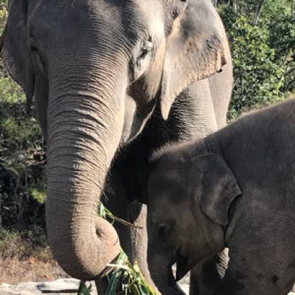 Voyage en Thailande d'Amélie et Patrick