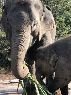 Voyage en Thailande d'Amélie et Patrick