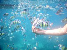 Voyage en Thailande de la famille d'Anthony