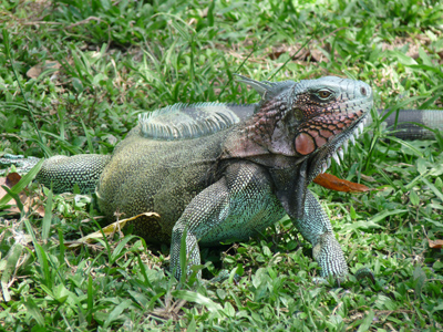 Voyage au Venezuela de Céline