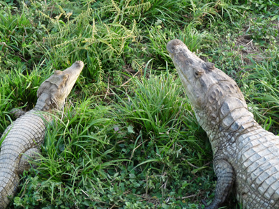 Voyage au Venezuela de Céline