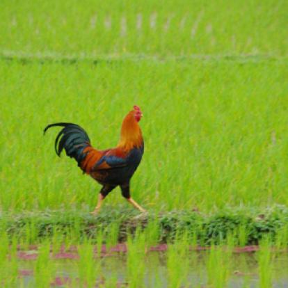 ©Vincent F. - Tous Droits réservés