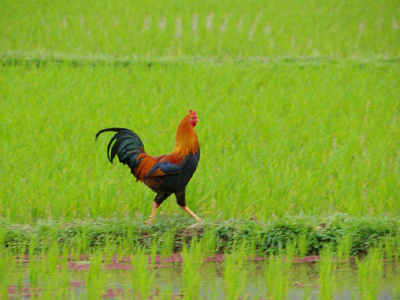 ©Vincent F. - Tous Droits réservés