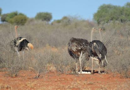 Voyage en Namibie d'Annick