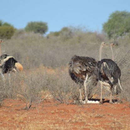 Voyage en Namibie d'Annick