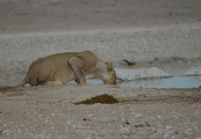 Voyage en Namibie d'Annick