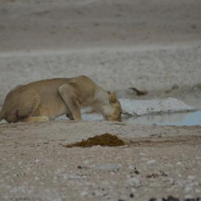 Voyage en Namibie d'Annick