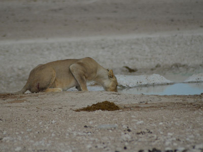 Voyage en Namibie d'Annick