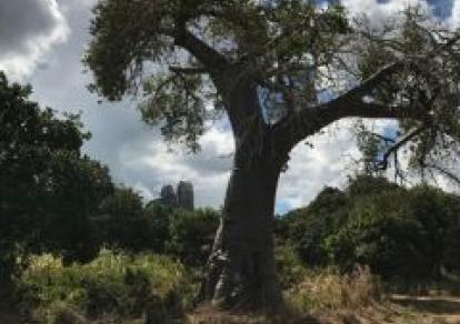 Afrique