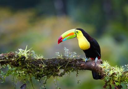 Toucan à carène Voyage en Colombie - A la Découverte des Llanos et du Darien