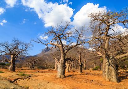 Parc National Tarangire Safari en Tanzanie - Trésors et Tribus de Tanzanie