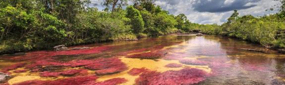 Cano Cristales